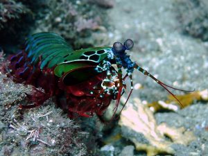 hoplocarida, camarón mantis