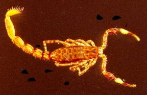 Microcharmidos, microcharmidae