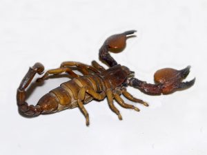 escorpiónidos, scorpionidae