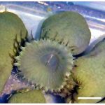 Sphenopidae