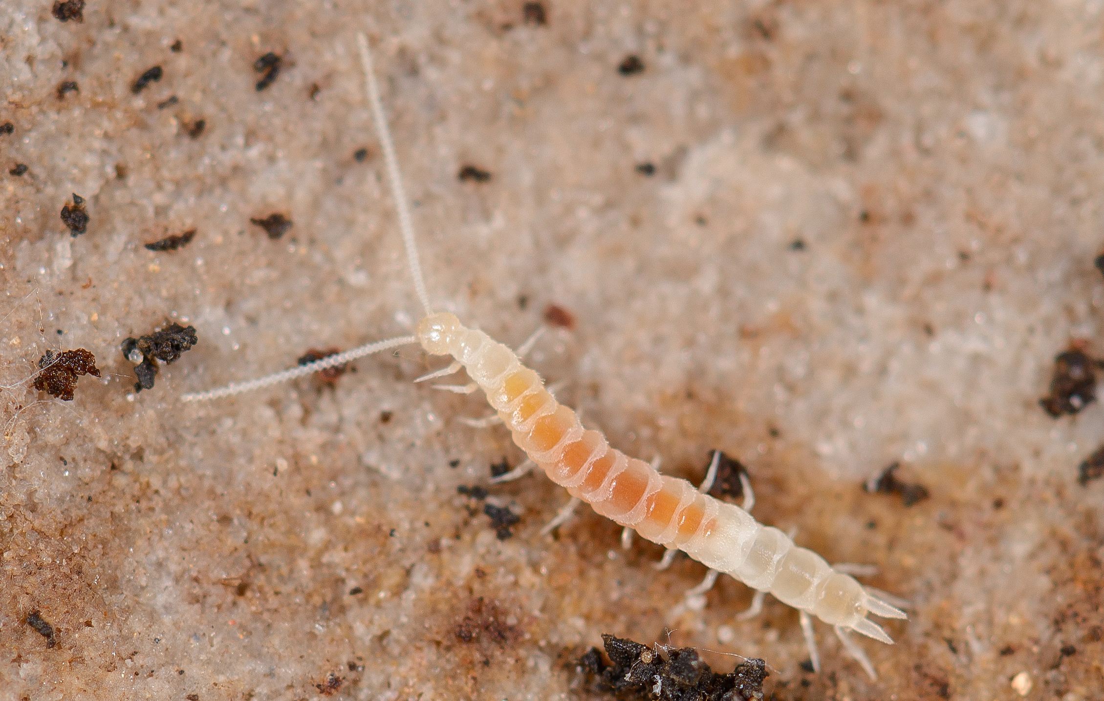 symphyla, sínfilos