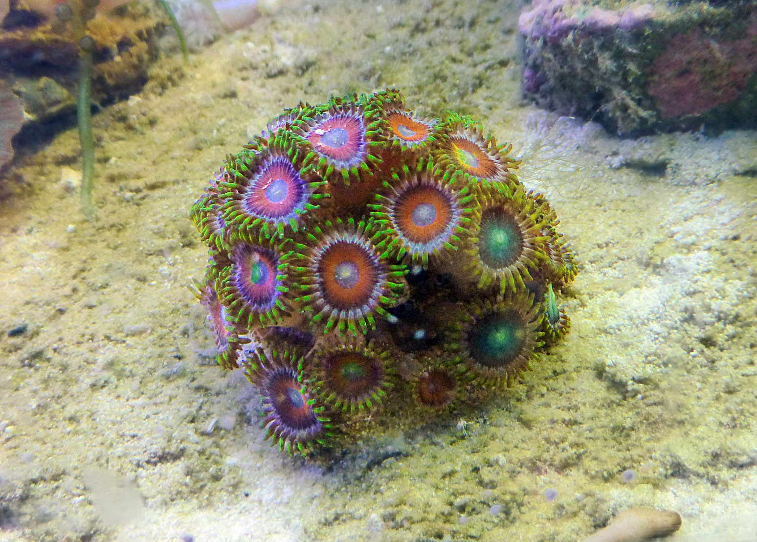 zoantharia