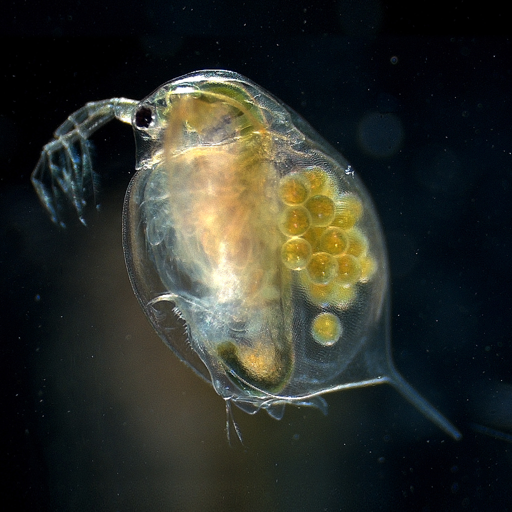 branchiopoda, branquiópodos