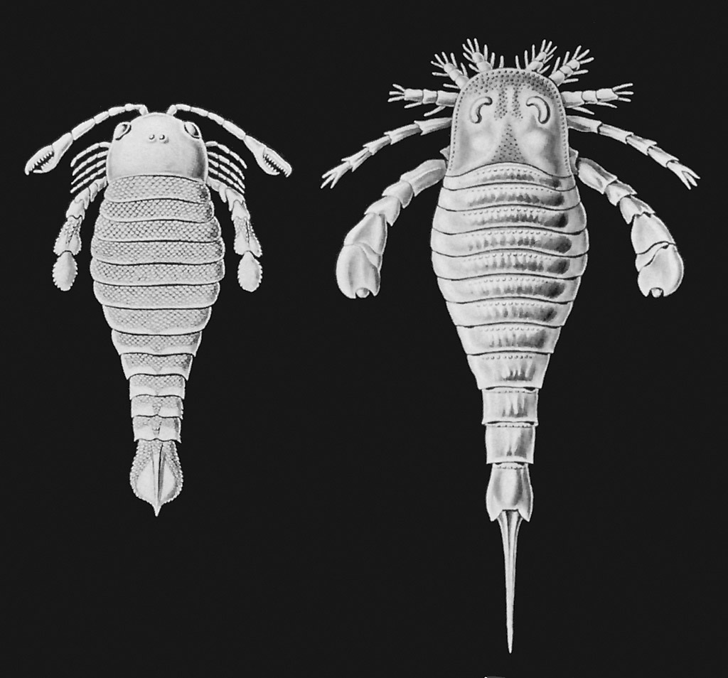 euriptéridos, eurypterida, escorpión marino