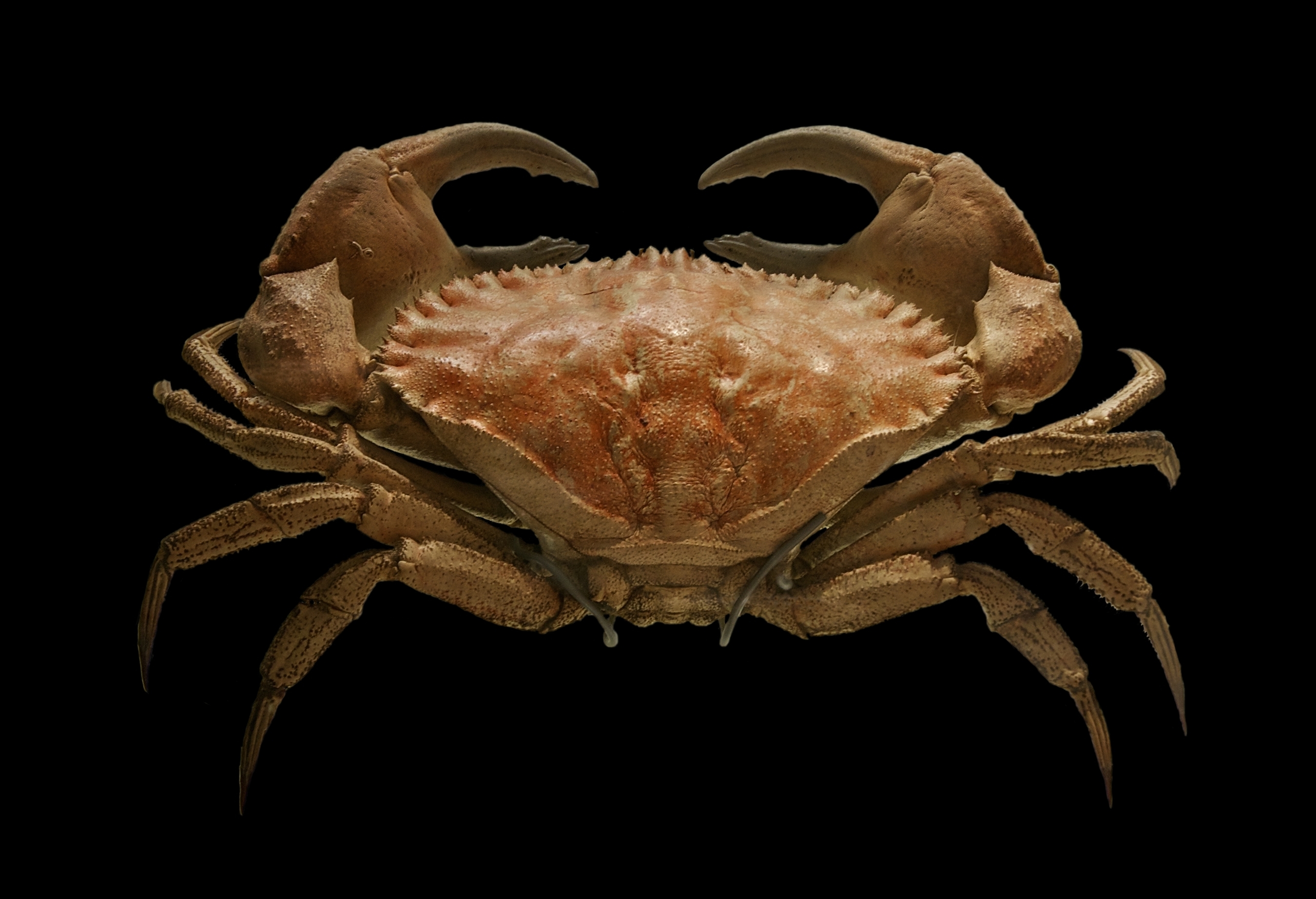 malacostraca, malacrostráceos