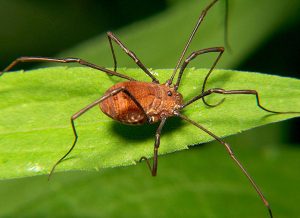 opiliones