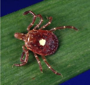 Parasitiformes, garrapatas