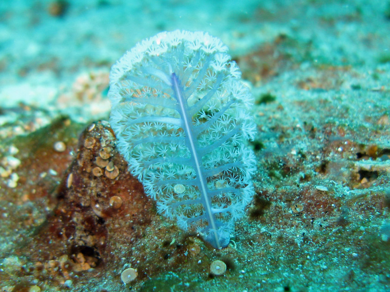 pennatulacea, plumas de mar