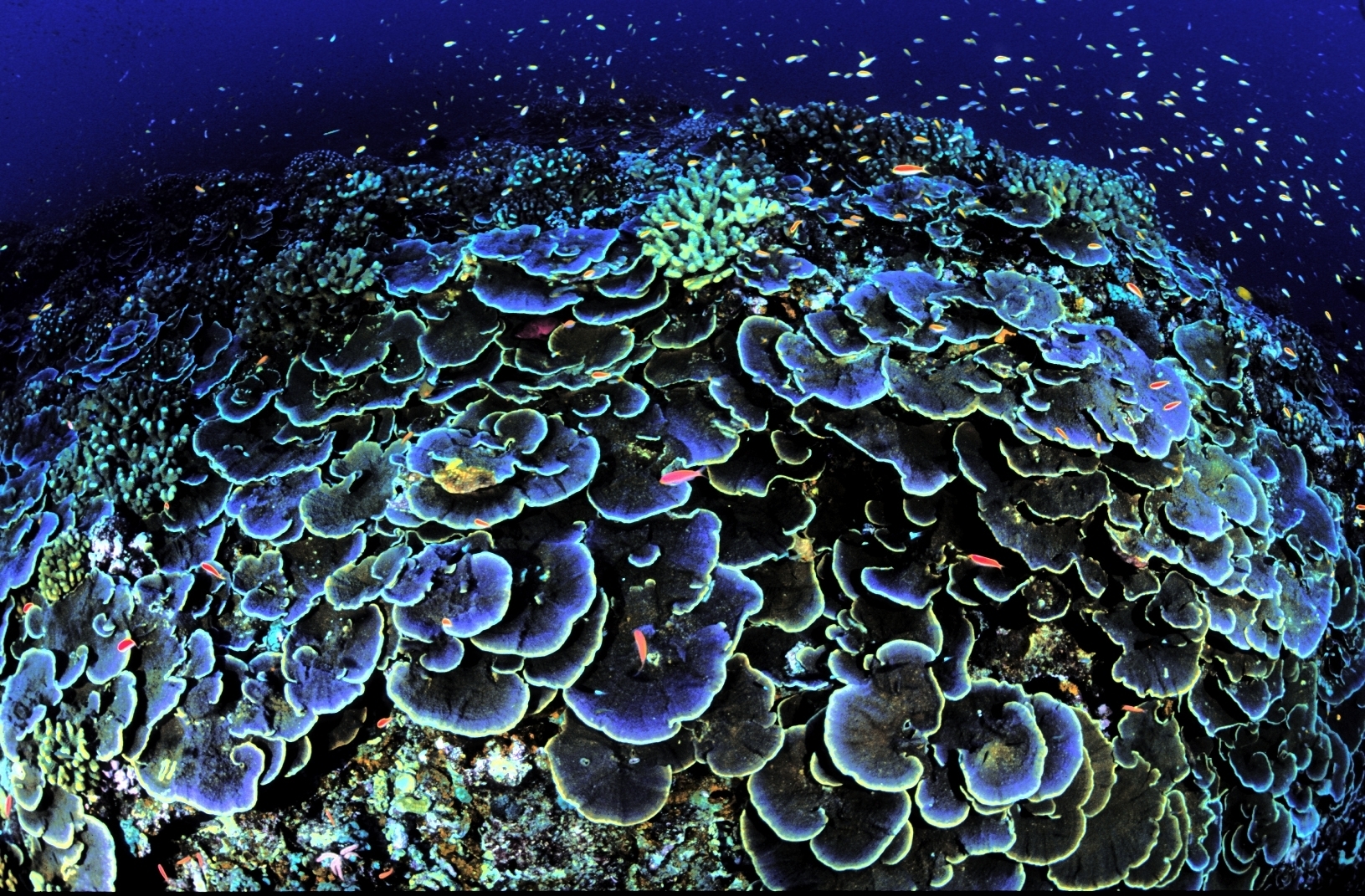 scleractinia, escleractinios, corales pétreos o corales duros