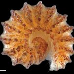 Ammodesmidae