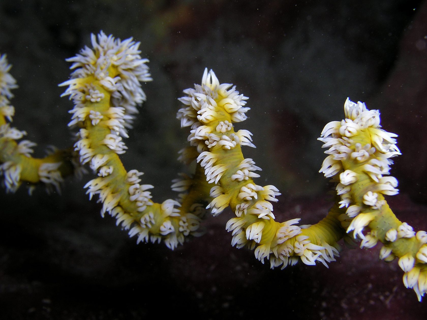 antipatharia, antipatarios, corales negros