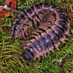 Aphelidesmidae