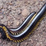 Chelodesmidae