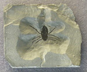 curculioididae