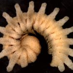 Cyrtodesmidae