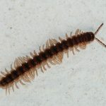Dorsoporidae