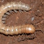 Eurymerodesmidae