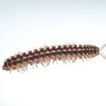 Euryuridae