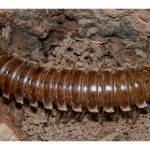 Gomphodesmidae