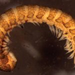 Haplodesmidae