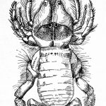 hexisopodidae