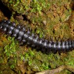 Holistophallidae