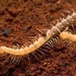 Macrosternodesmidae