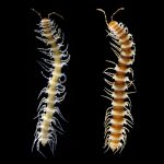 Nearctodesmidae