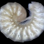 Oniscodesmidae