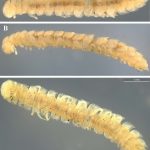 Opisotretidae