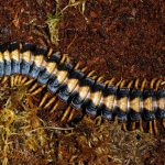 Oxydesmidae