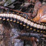Platyrhacidae