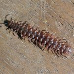 Polydesmidae