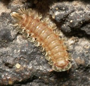 Polyxenidae