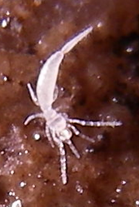 prokoeneniidae