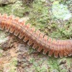 Pirgodésmidos, pyrgodesmidae