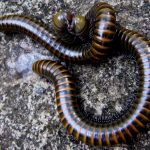 Rhachodesmidae