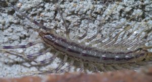 scutigerinidae