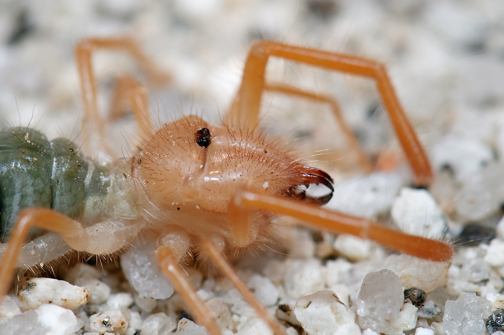 solífugos, solifugae