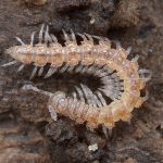 Sphaeriodesmidae