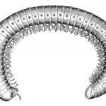 Telsonemasomatidae