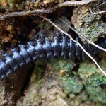 Tridontómidos, tridontomidae