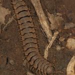 Vaalogonopodidae