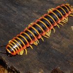 Xystodesmidae