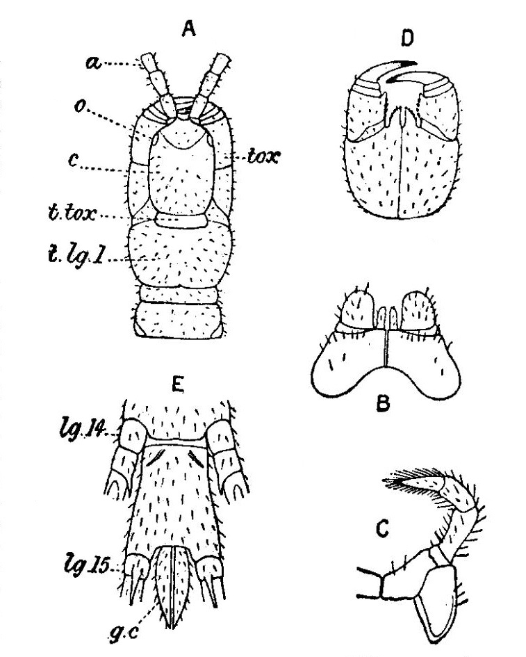 craterostigmomorpha, craterostigmomorfos