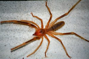 solífugos, solifugae