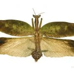 Acanthopidae