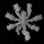 Ammotheidae