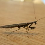 amorfoscélidos, Amorphoscelidae