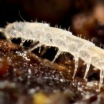 Antichtopauropodidae